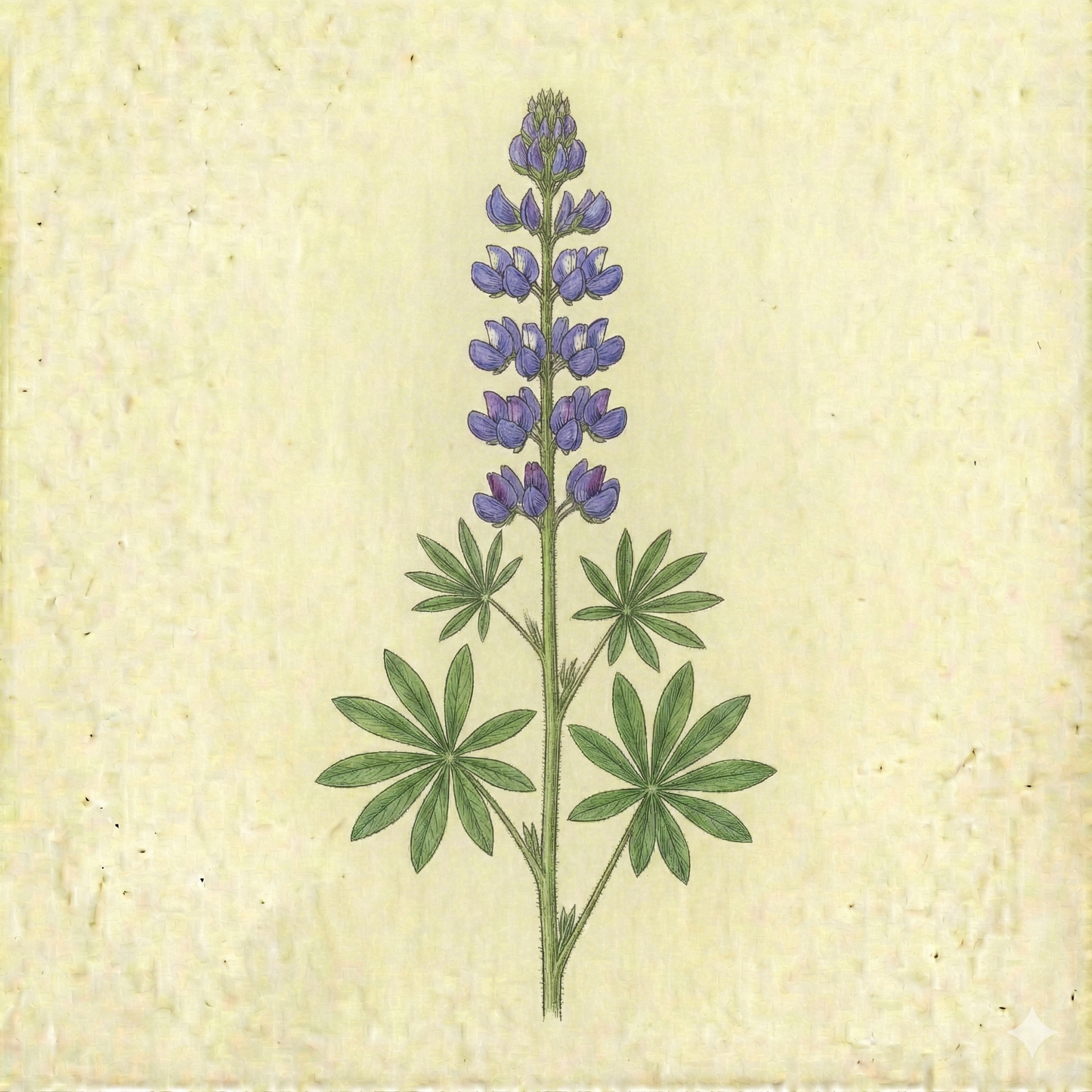 Lupinus perennis – Sundial Lupine