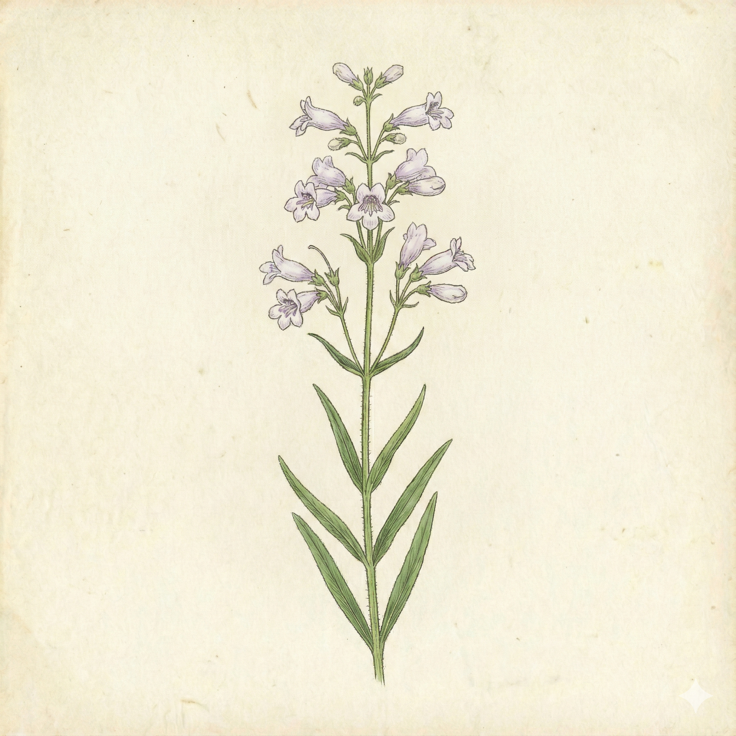 Penstemon gracilis – Slender Beardtongue