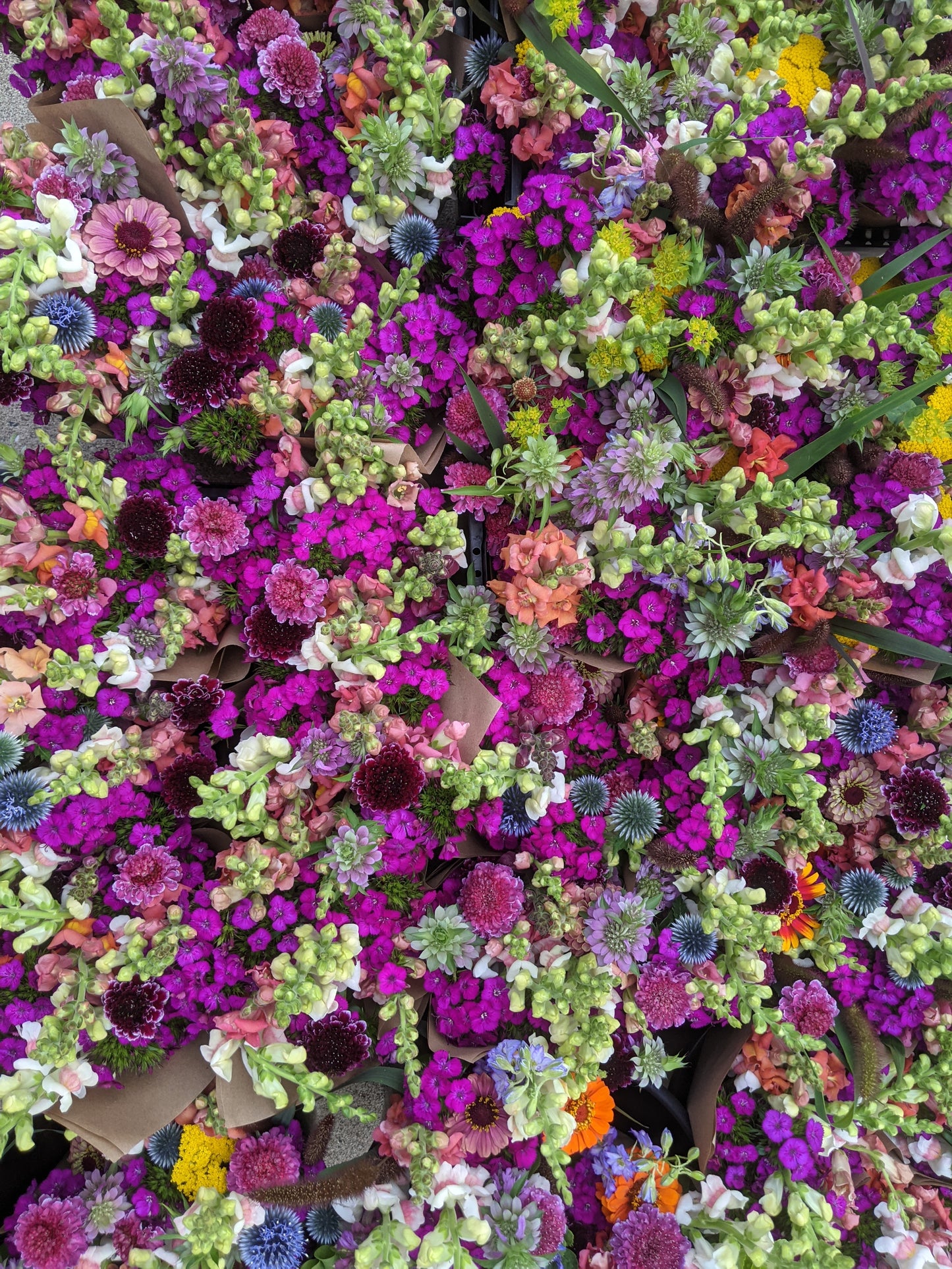 August & Sept Biweekly Flower Share