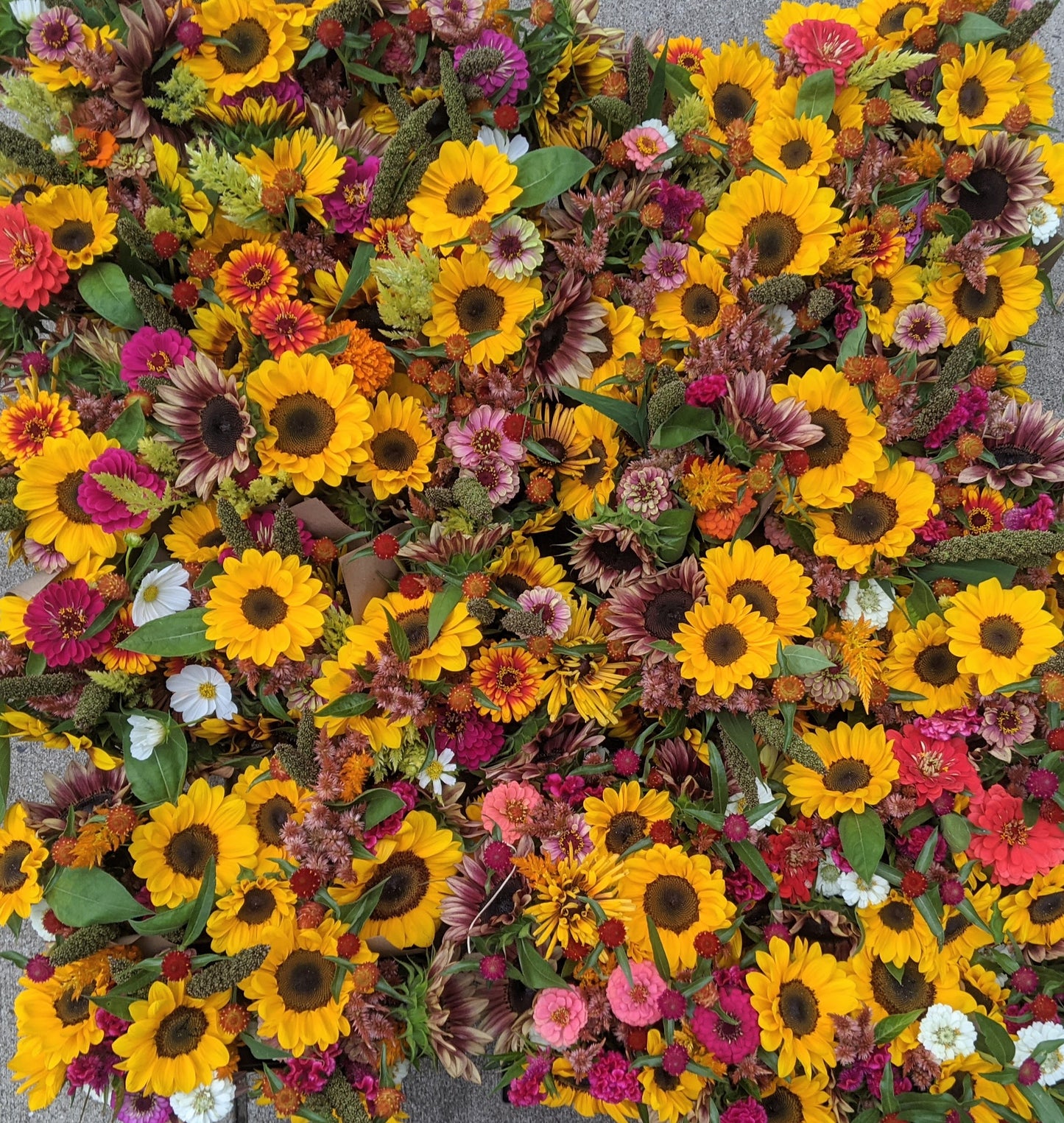 September Flower Share