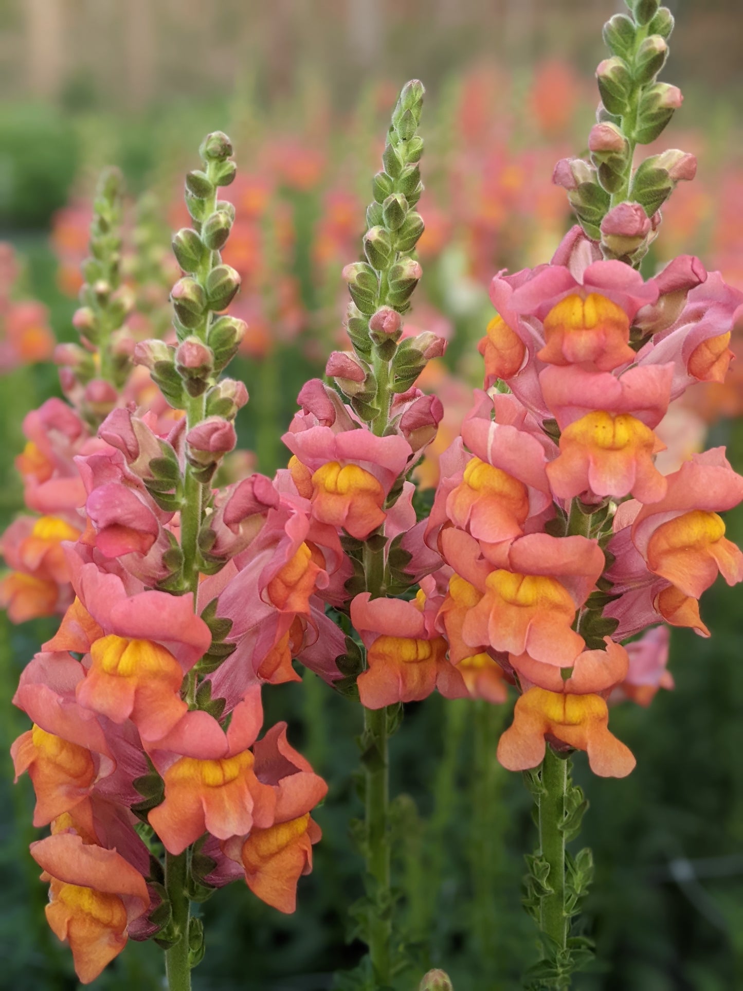 Snapdragons: Sunset