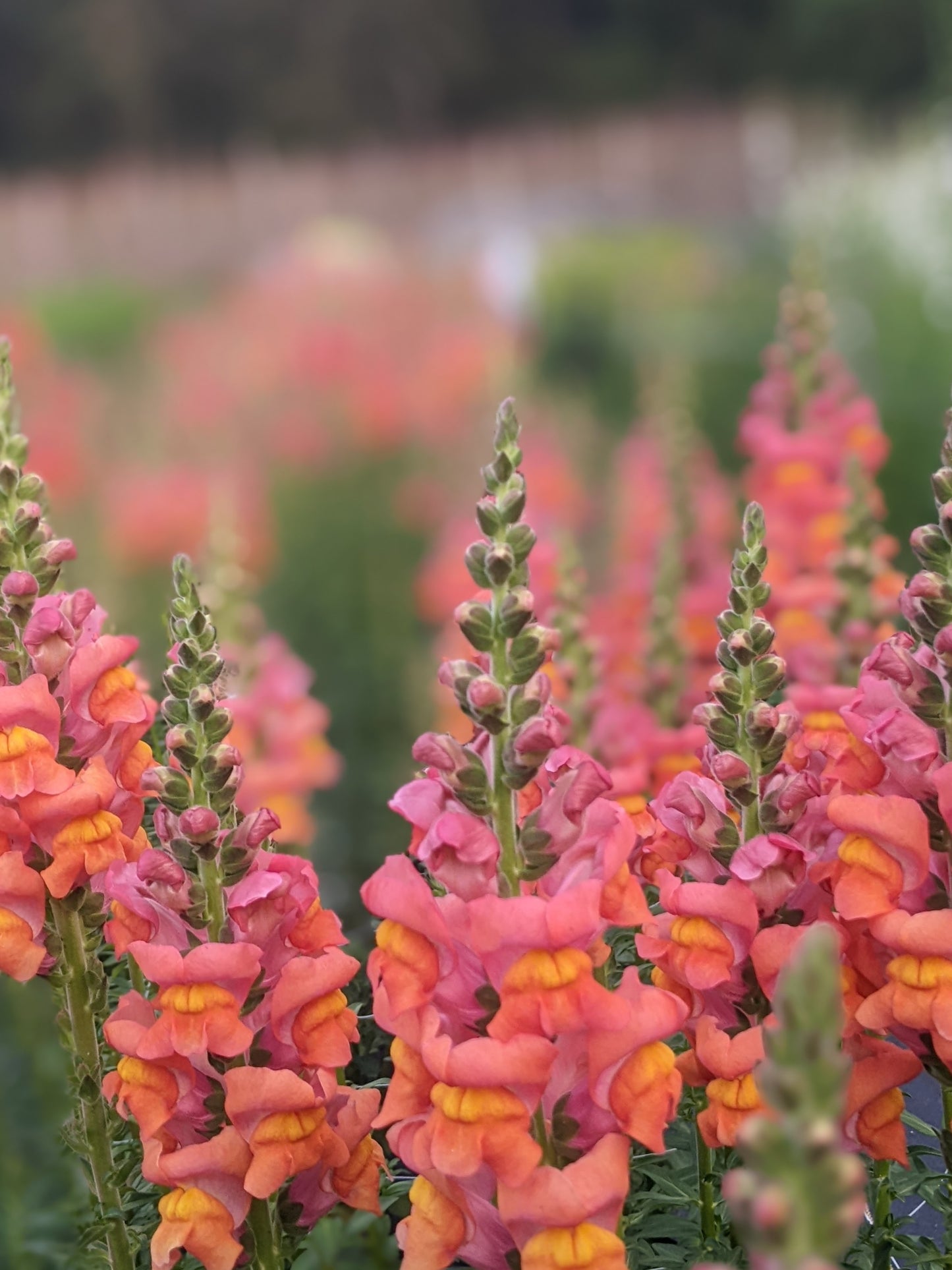 Snapdragons: Sunset