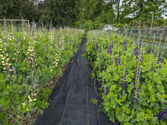 Baptisia: Purple