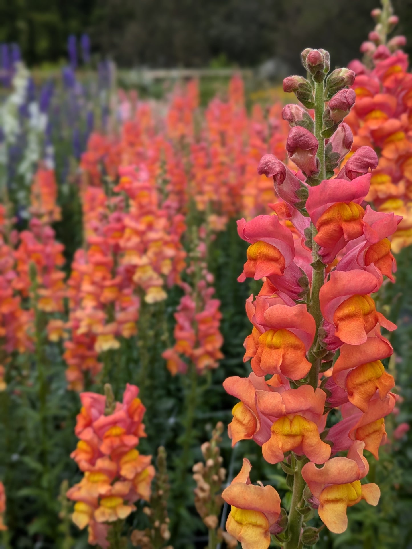 Snapdragons: Sunset