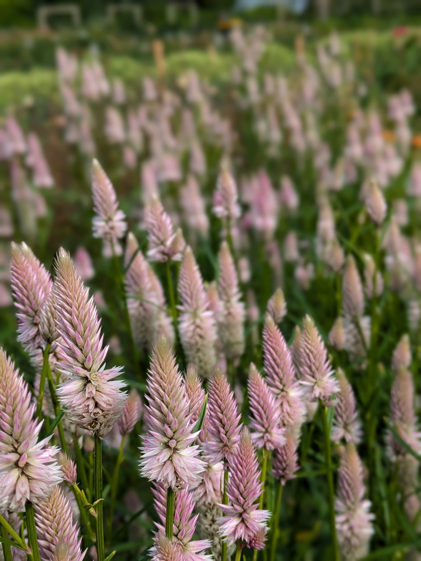Celosia