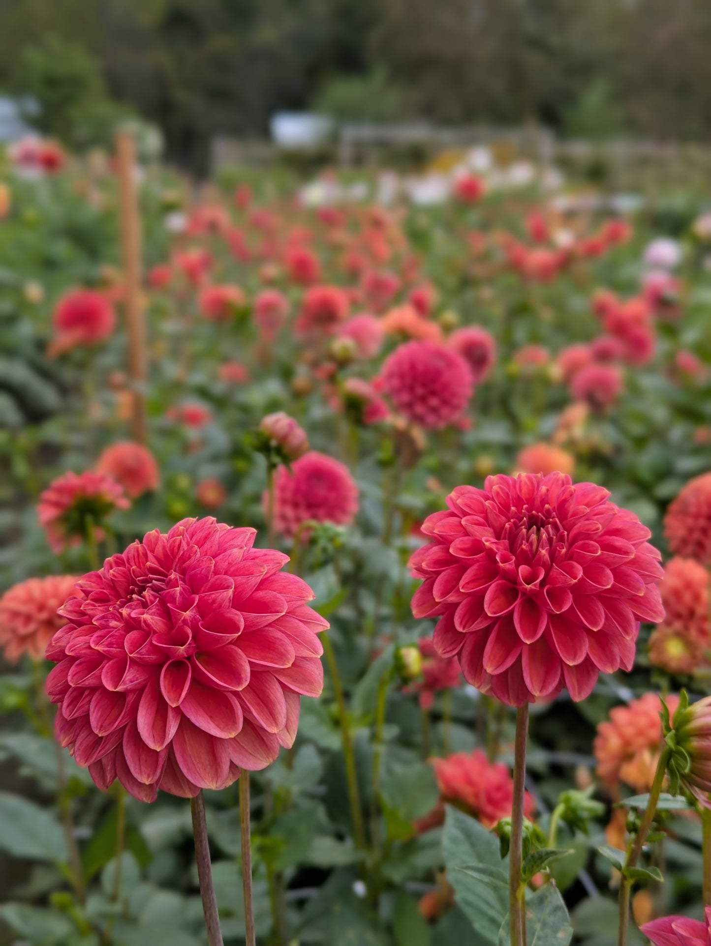 October Bouquets
