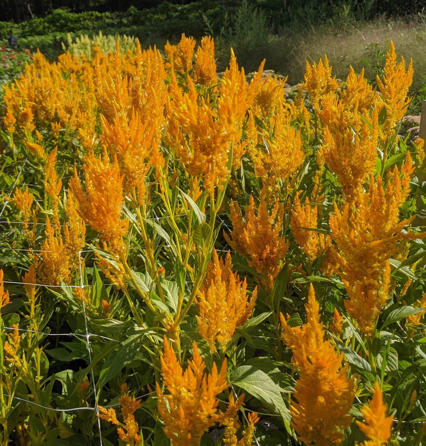 Celosia Bunches - Jan's Artisan Garden