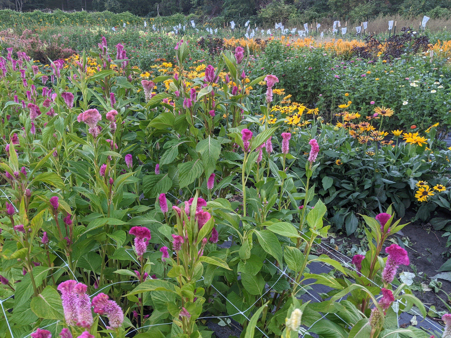 Celosia Bunches - Jan's Artisan Garden
