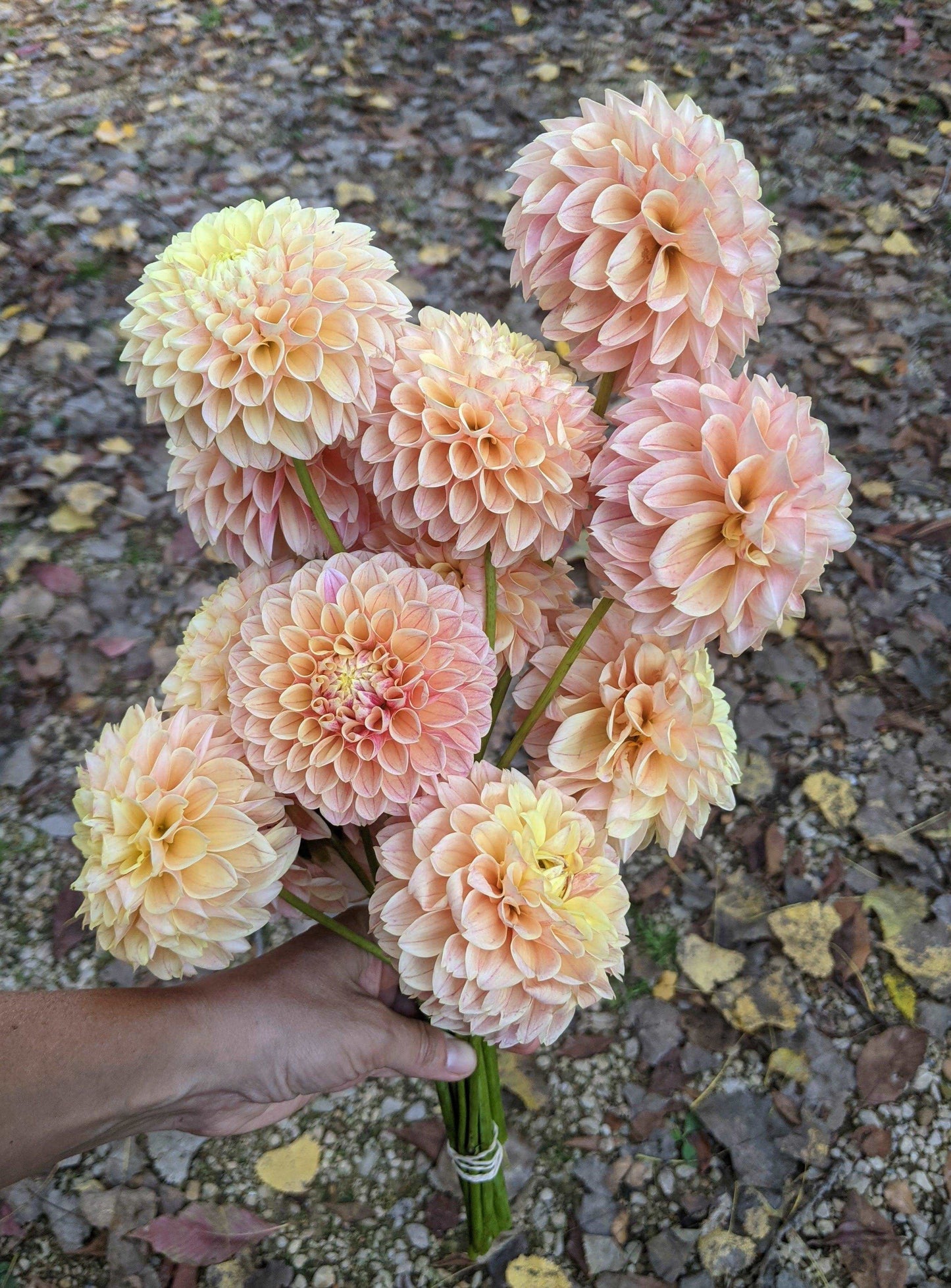 Dahlia Bunches - Jan's Artisan Garden