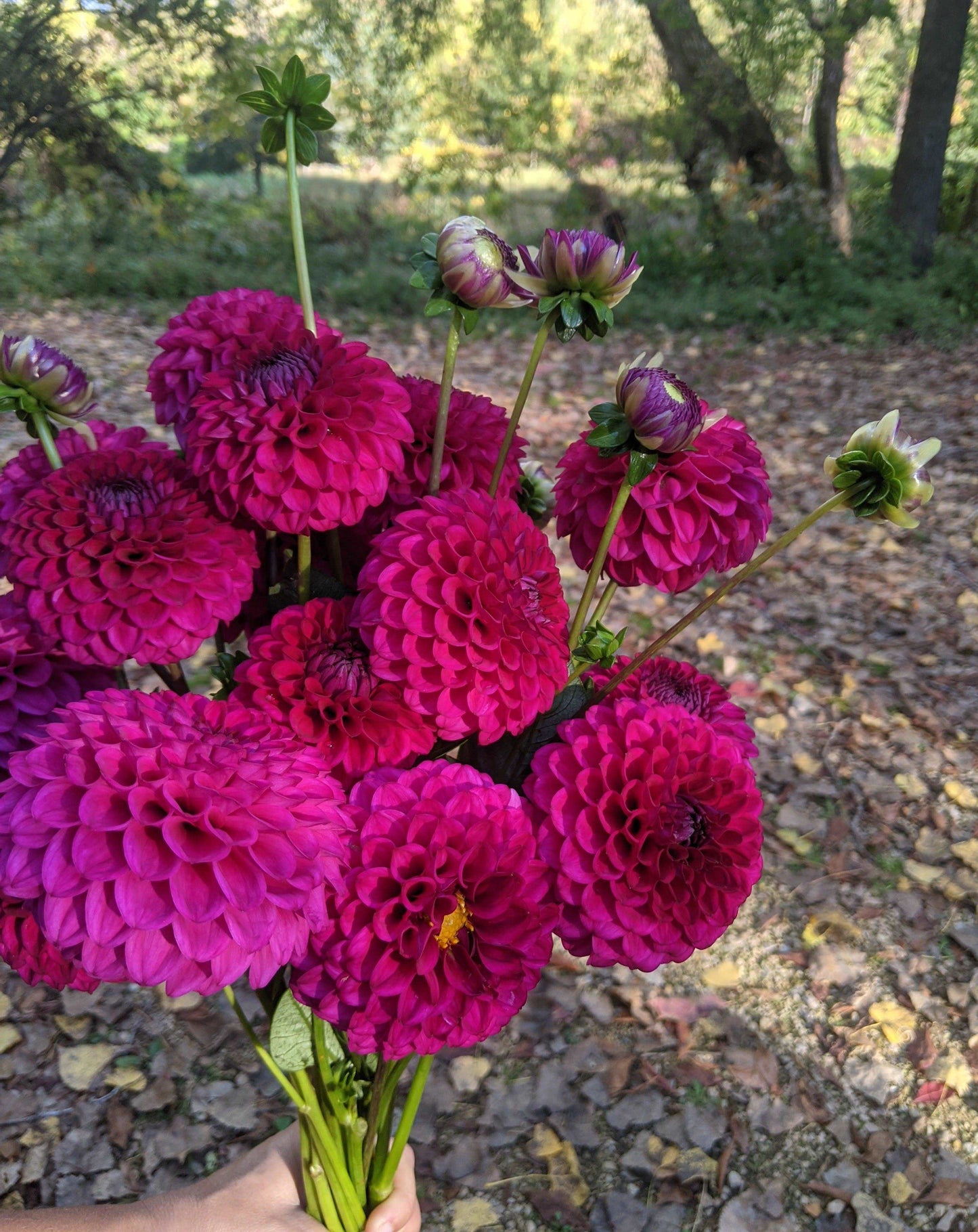 Dahlia Bunches - Jan's Artisan Garden
