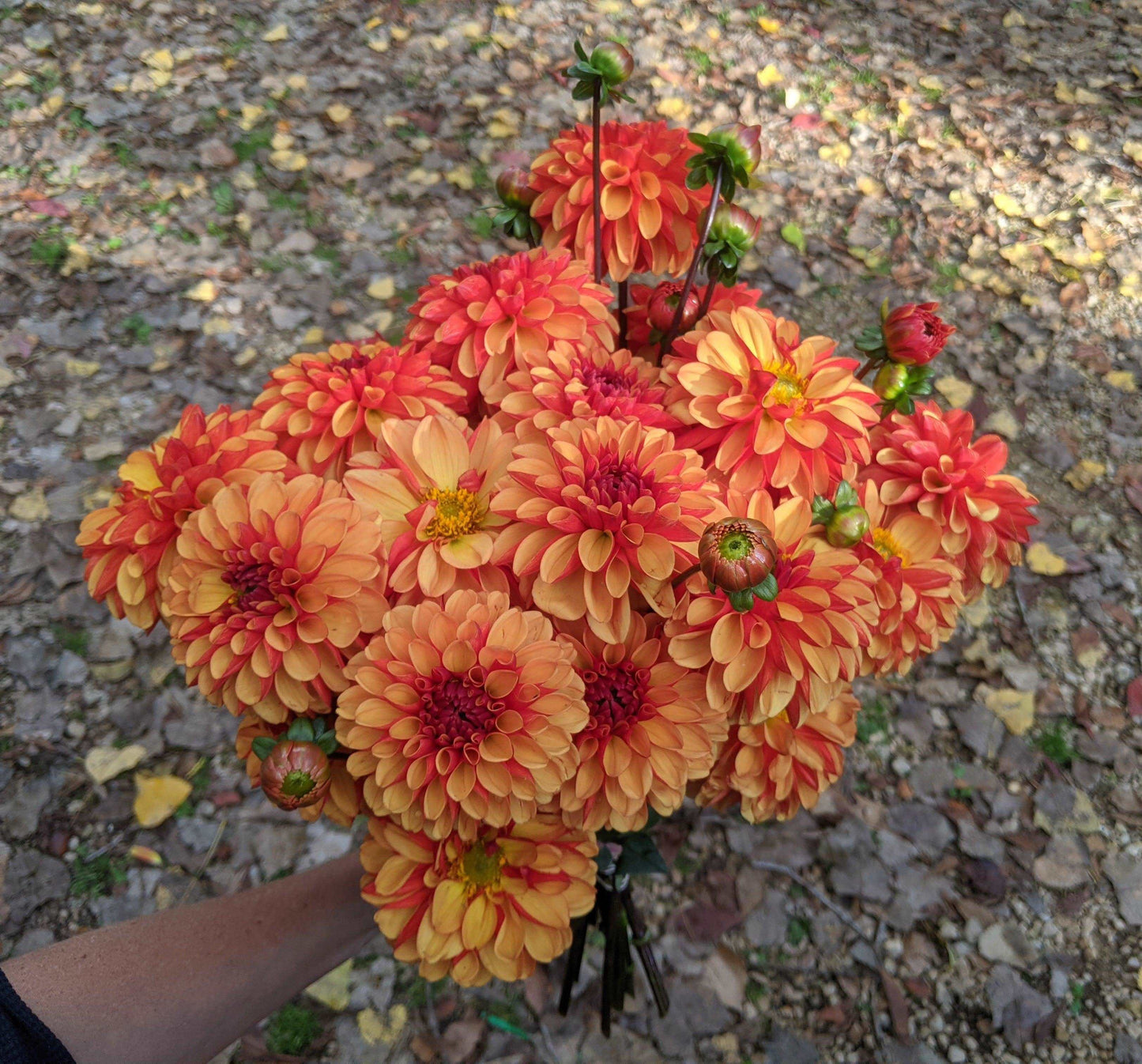 Dahlia Bunches - Jan's Artisan Garden
