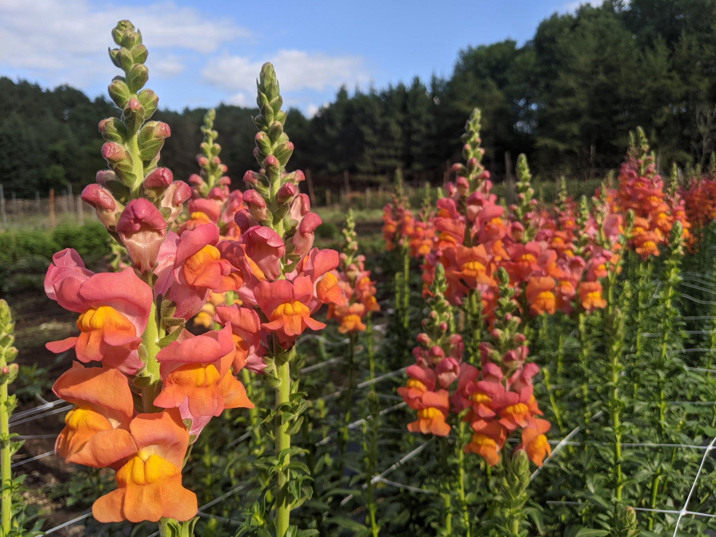 Snapdragon Bunches - Jan's Artisan Garden