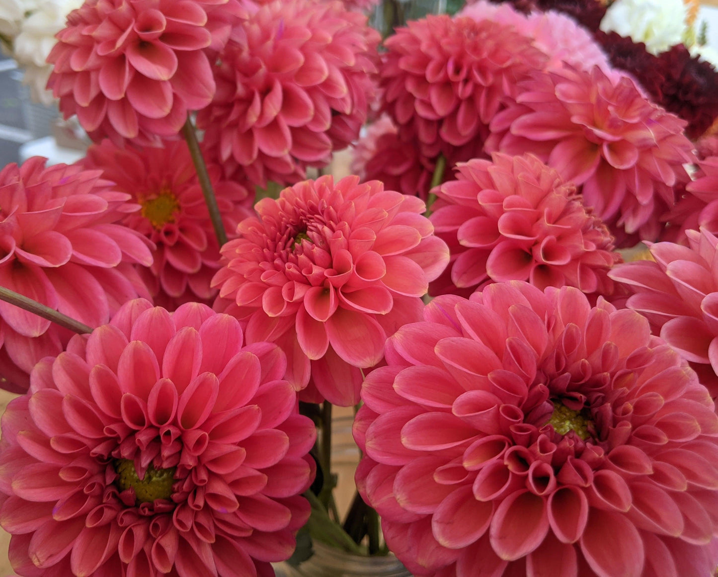 Dahlia Tubers - Jan's Artisan Garden