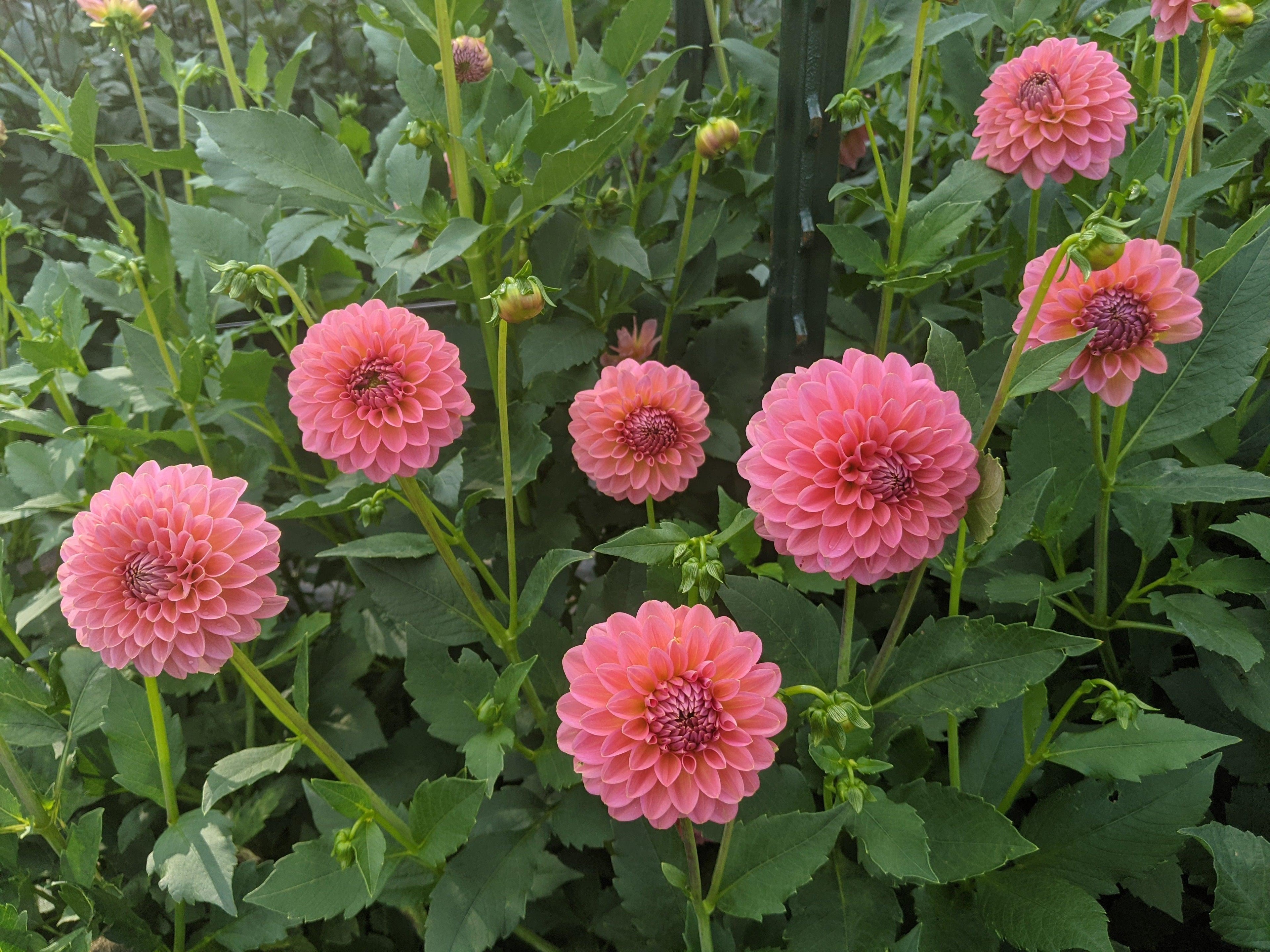 Dahlia Tubers - Jan's Artisan Garden