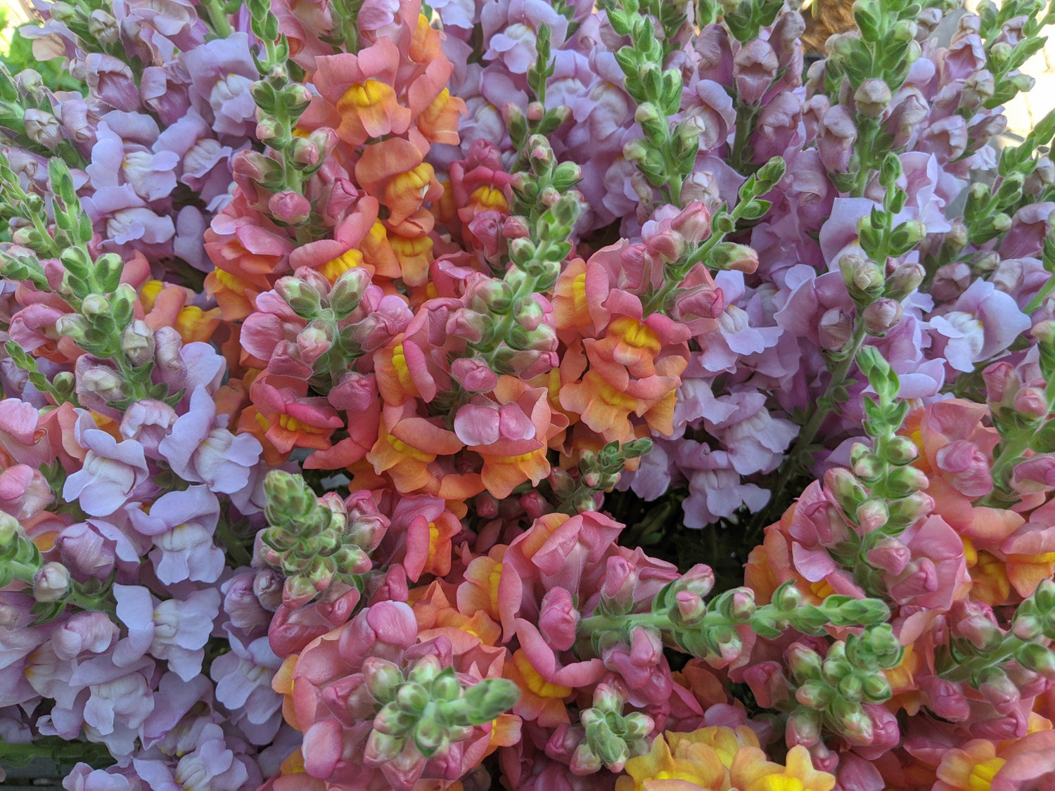 Weekly Flower Bunches