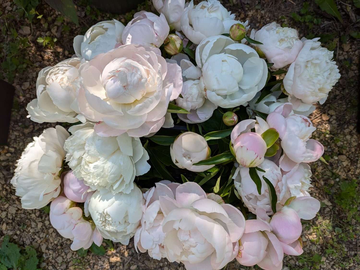 Wholesale