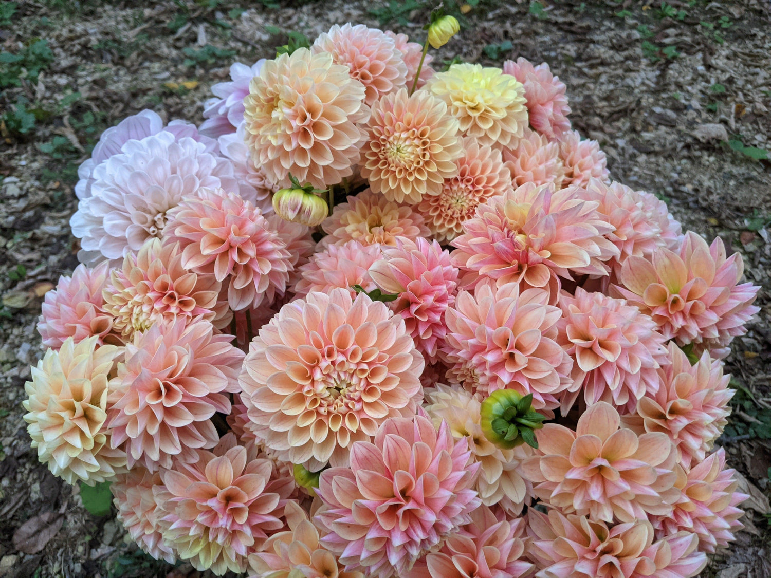 Pre-Order Special Occasion Flowers