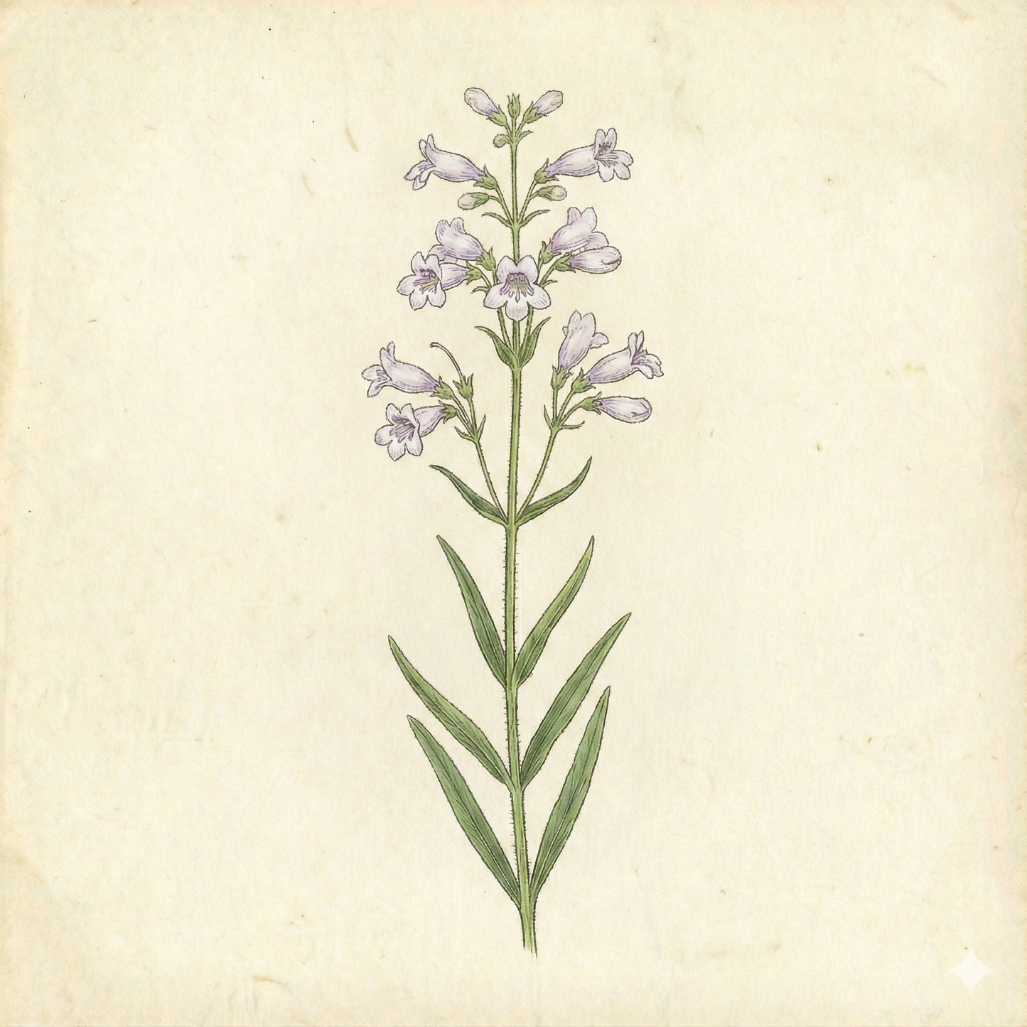 Penstemon hirsutus – Hairy Beardtongue