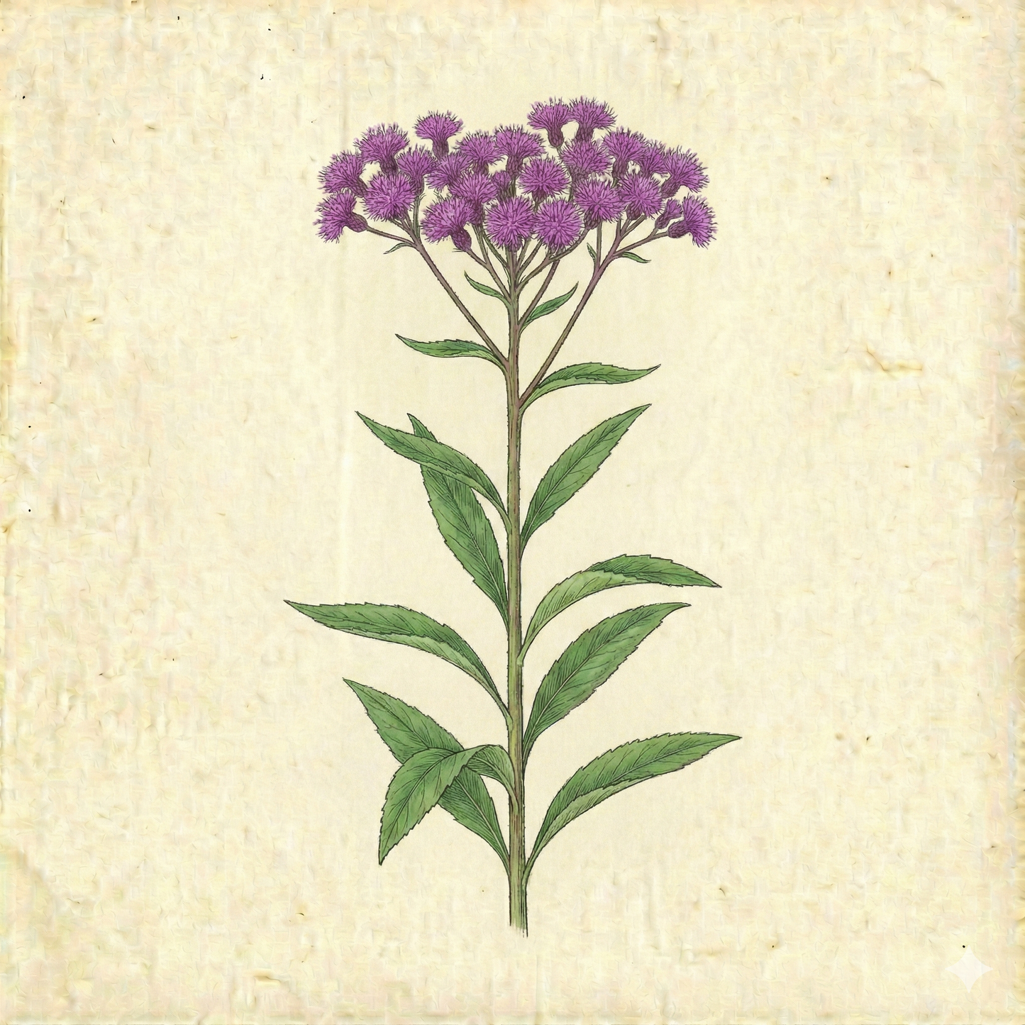 Vernonia gigantea – Tall Ironweed