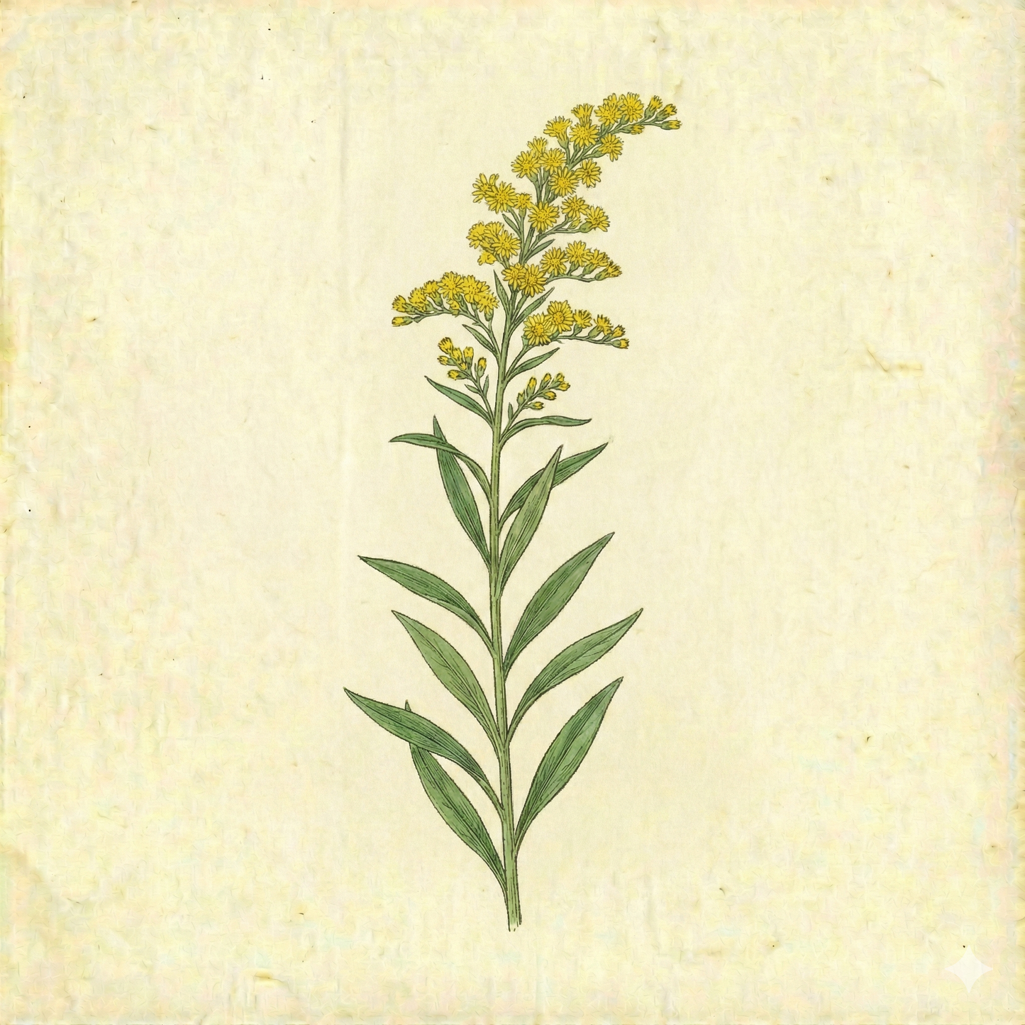 Solidago odora – Sweet Goldenrod