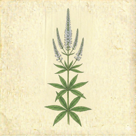 Veronicastrum virginicum – Culver's Root