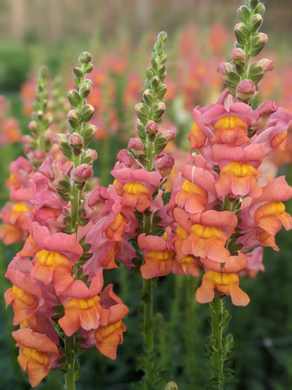 Snapdragons: Sunset