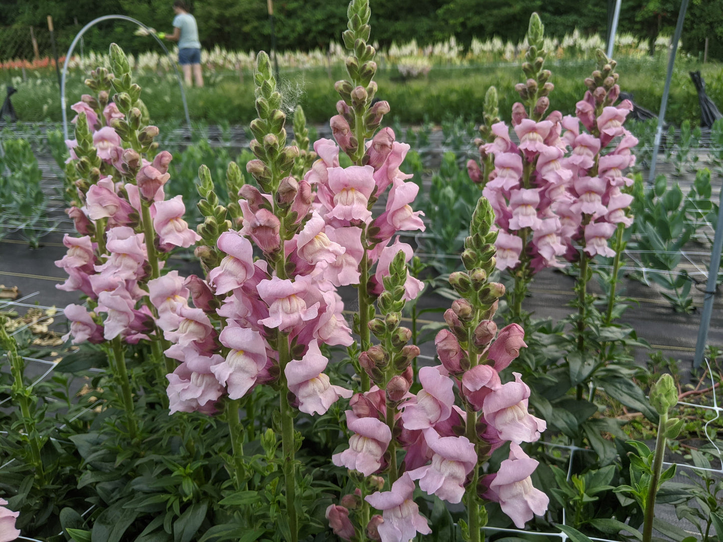 Snapdragons: Lavender