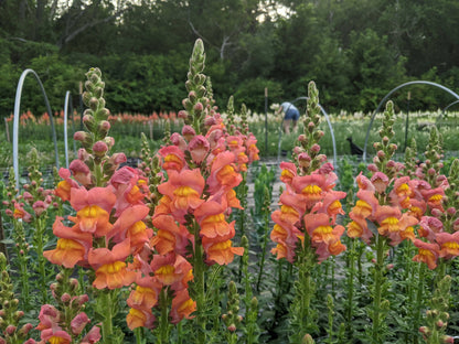 Snapdragons: Sunset