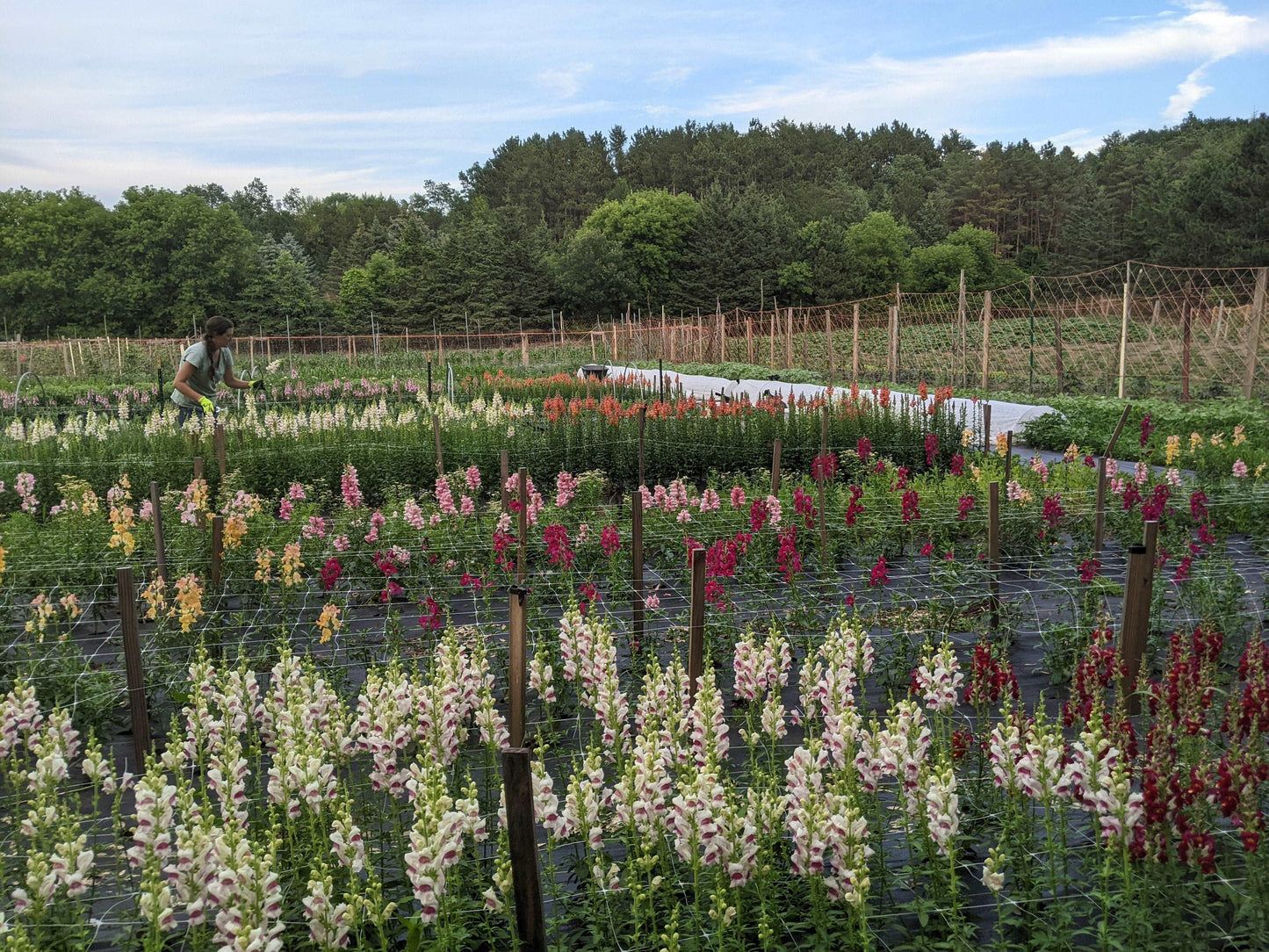 Summer Floral Workshop