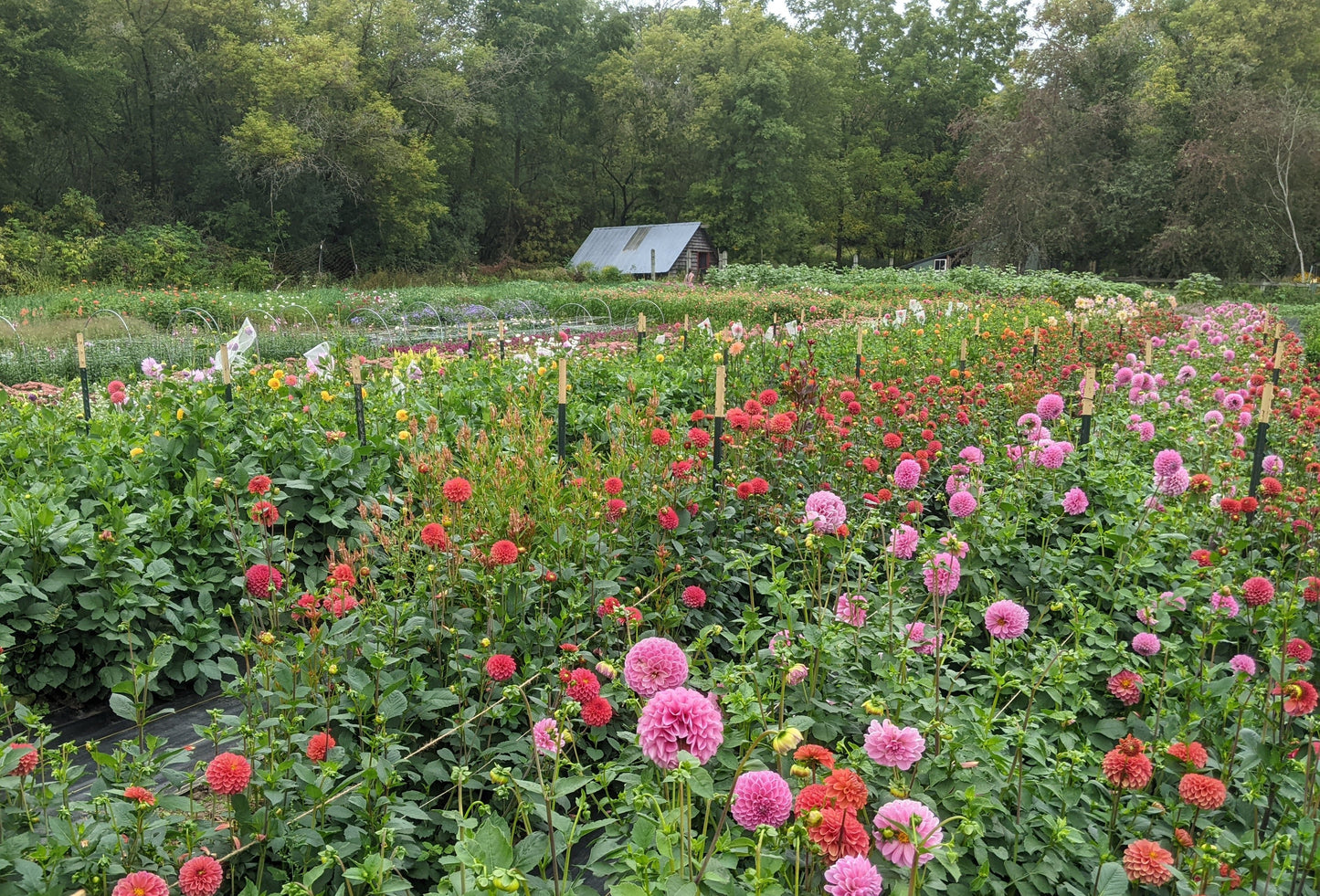 Floral Workshop