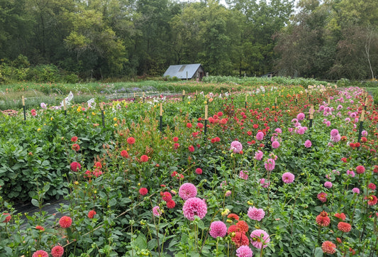 Floral Workshop