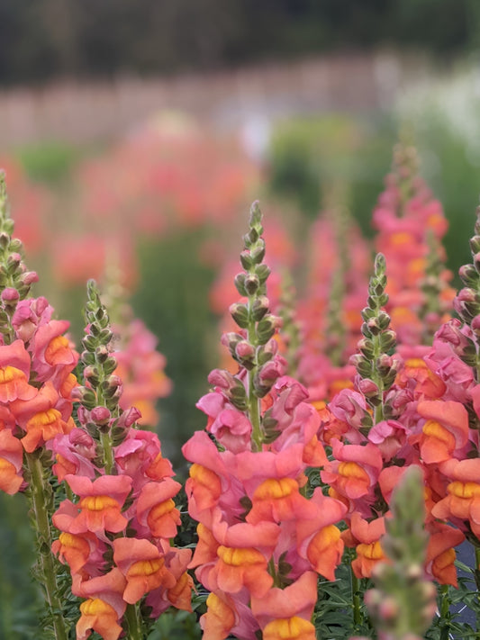 Snapdragons: Sunset