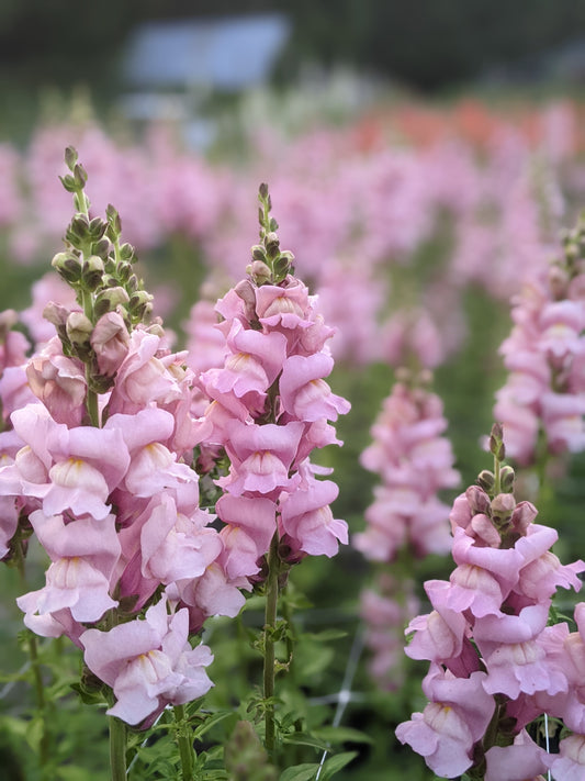 Snapdragons: Lavender