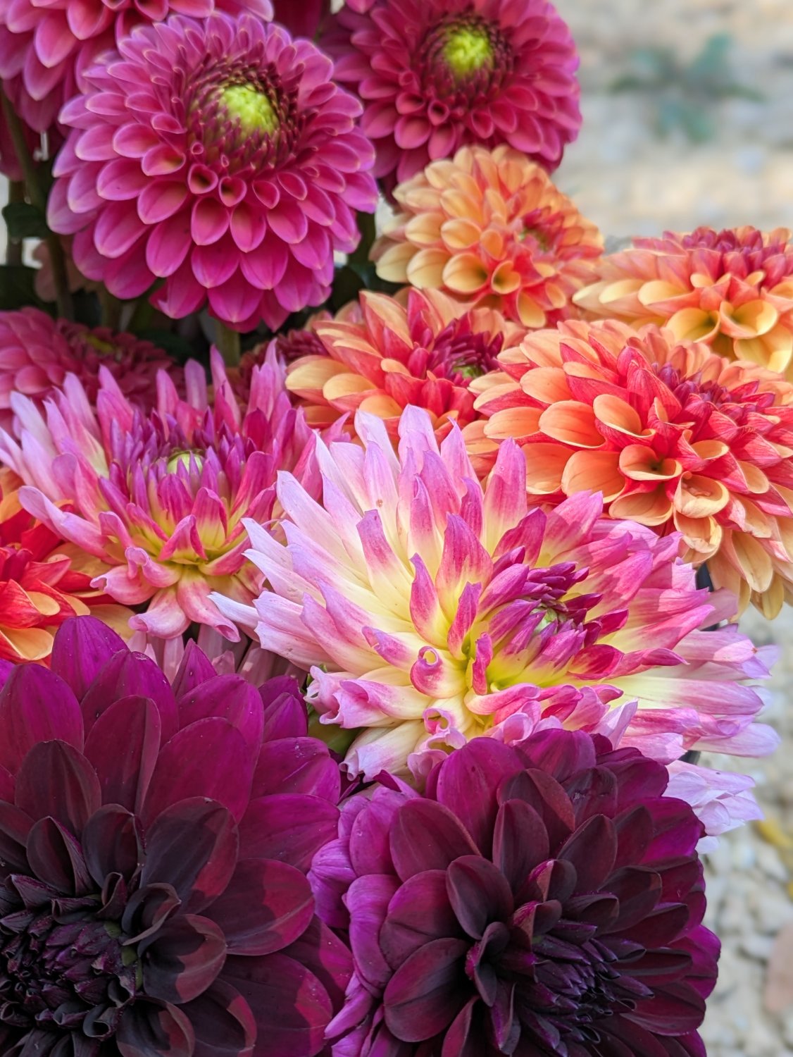 September Flower Share