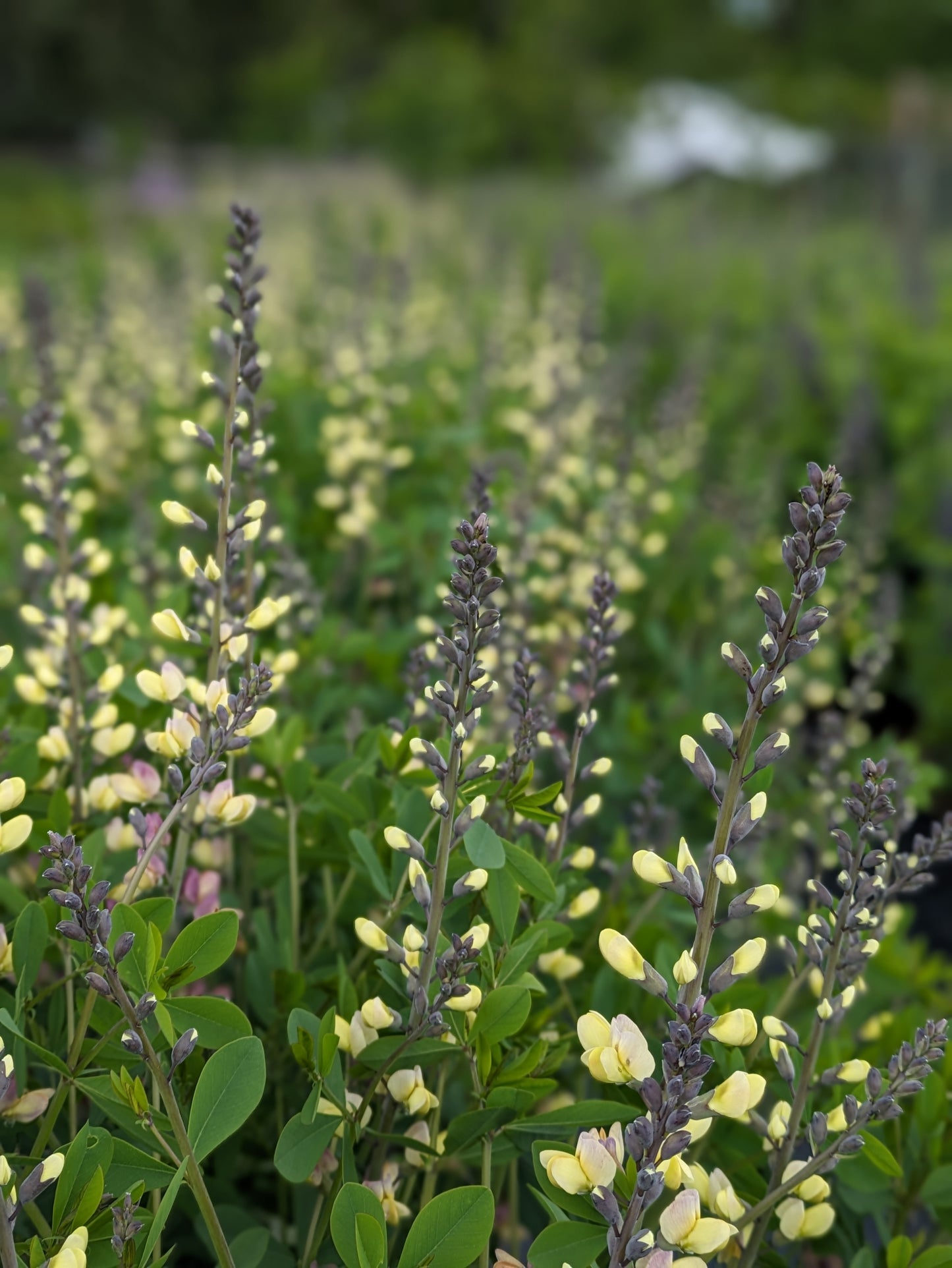 Baptisia: Yellow