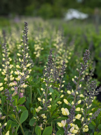 Baptisia: Yellow