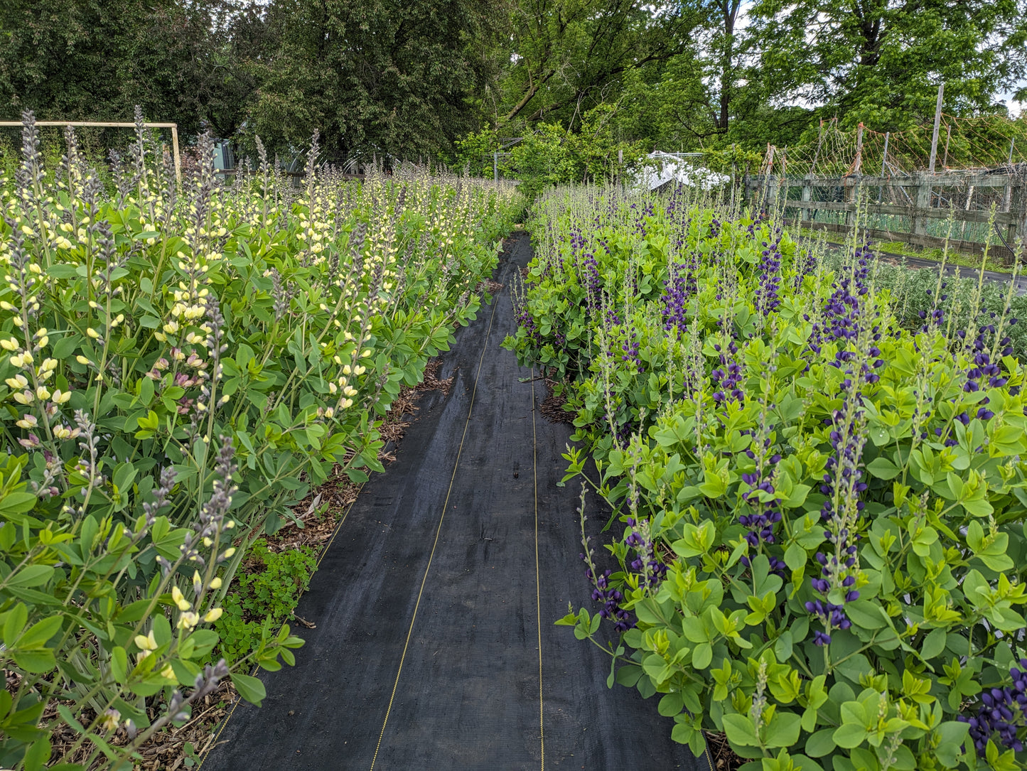 Baptisia: Purple