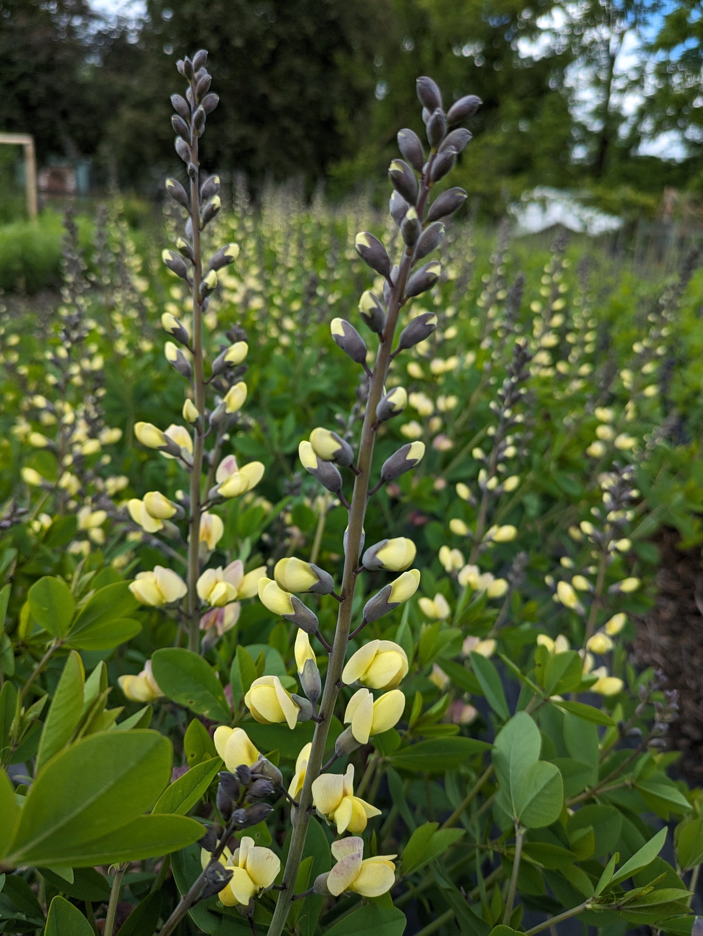 Baptisia: Yellow