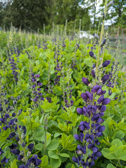 Baptisia: Purple