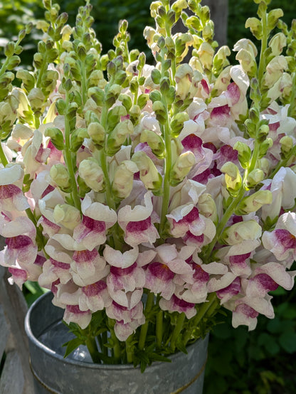 Snapdragons: White / Pink