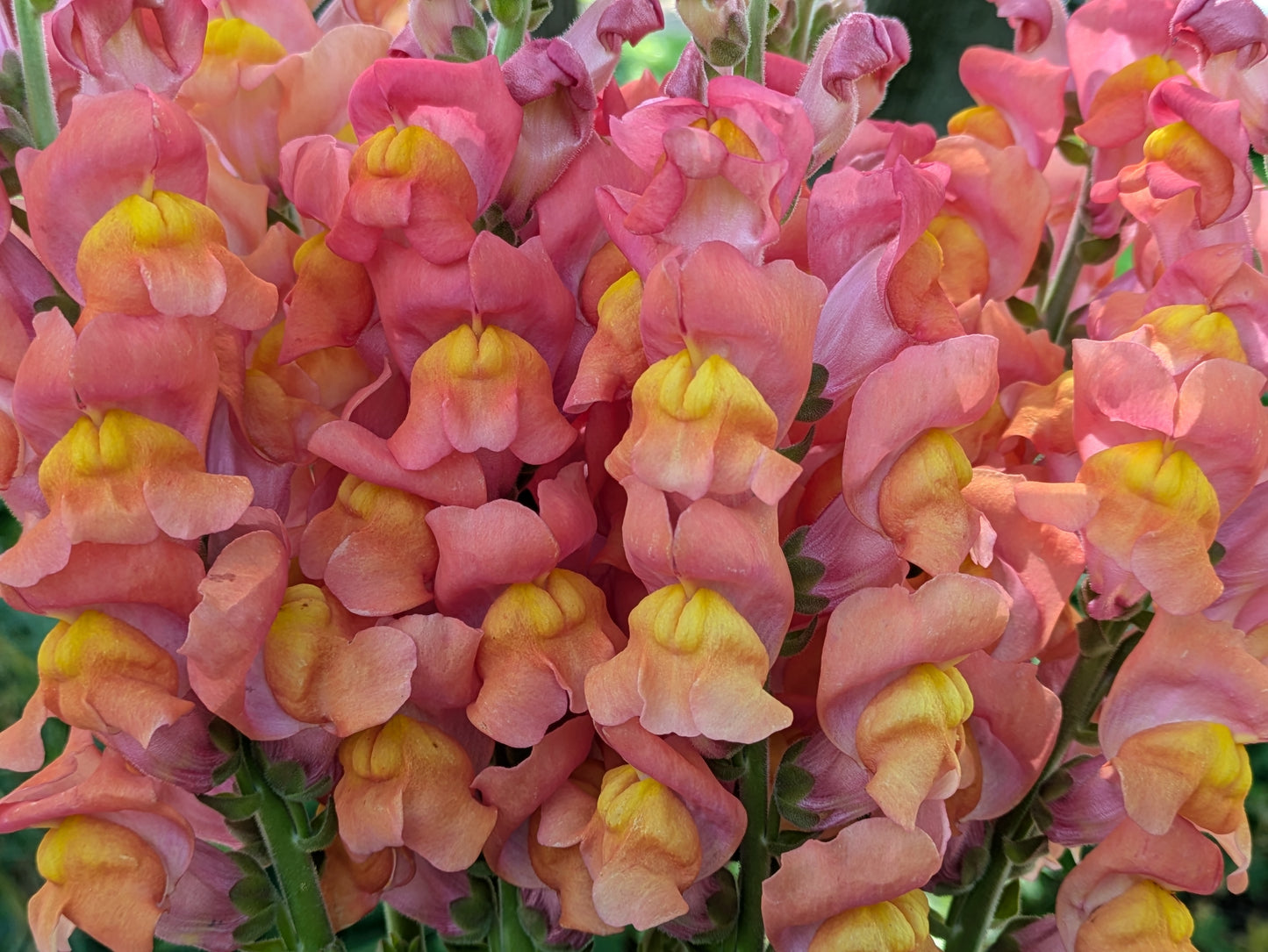 Snapdragons: Sunset