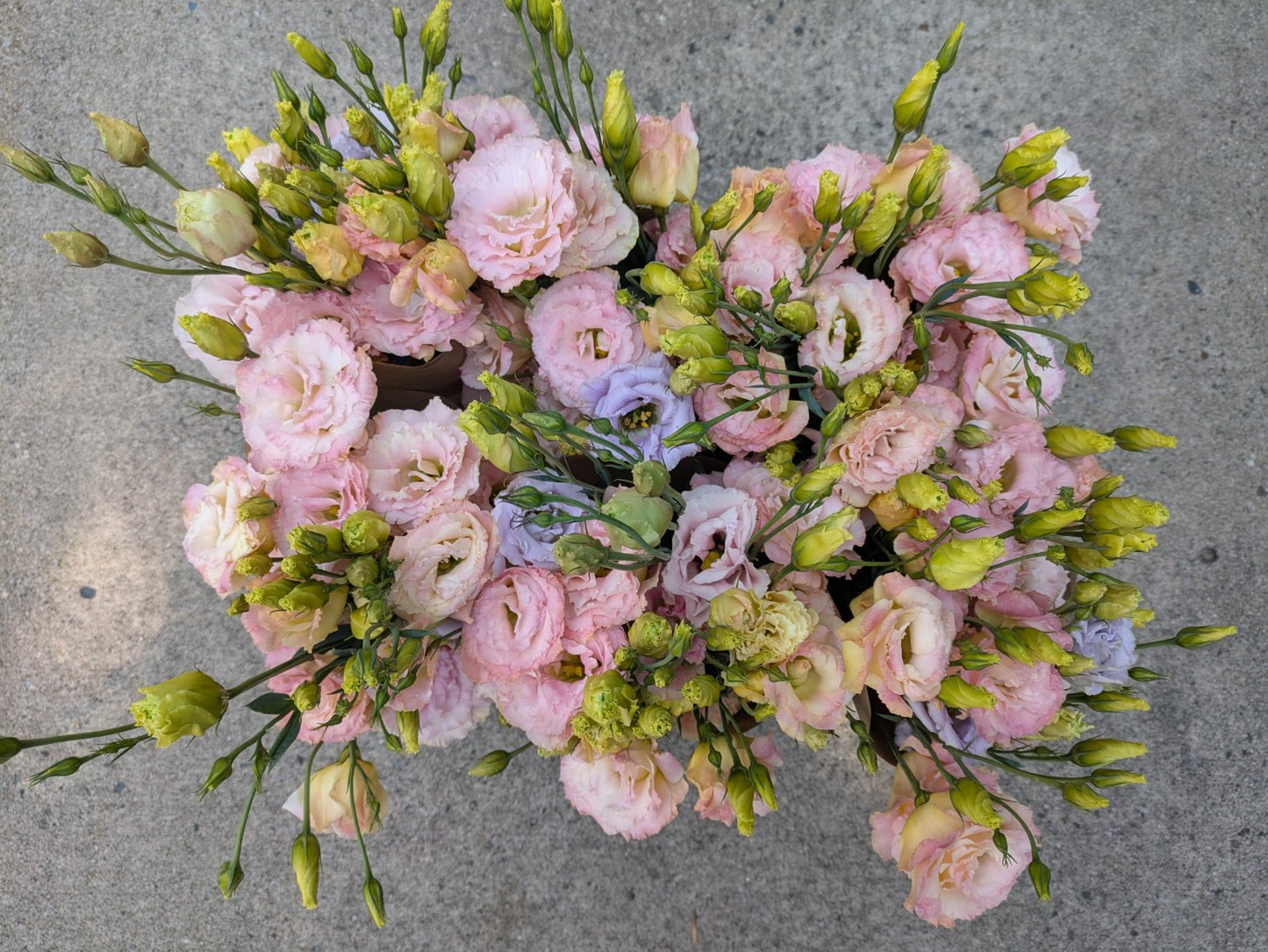 August Flower Share