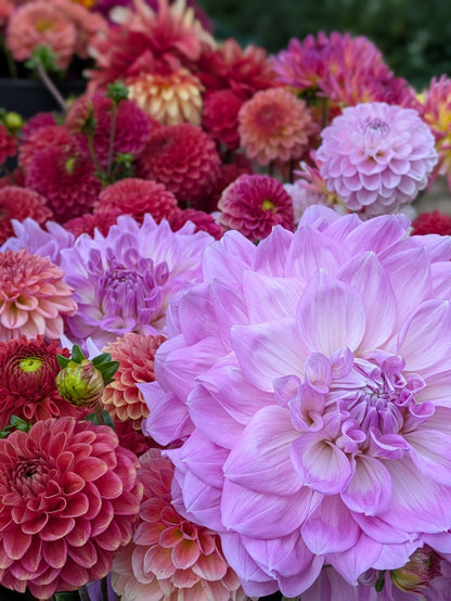 August Flower Share