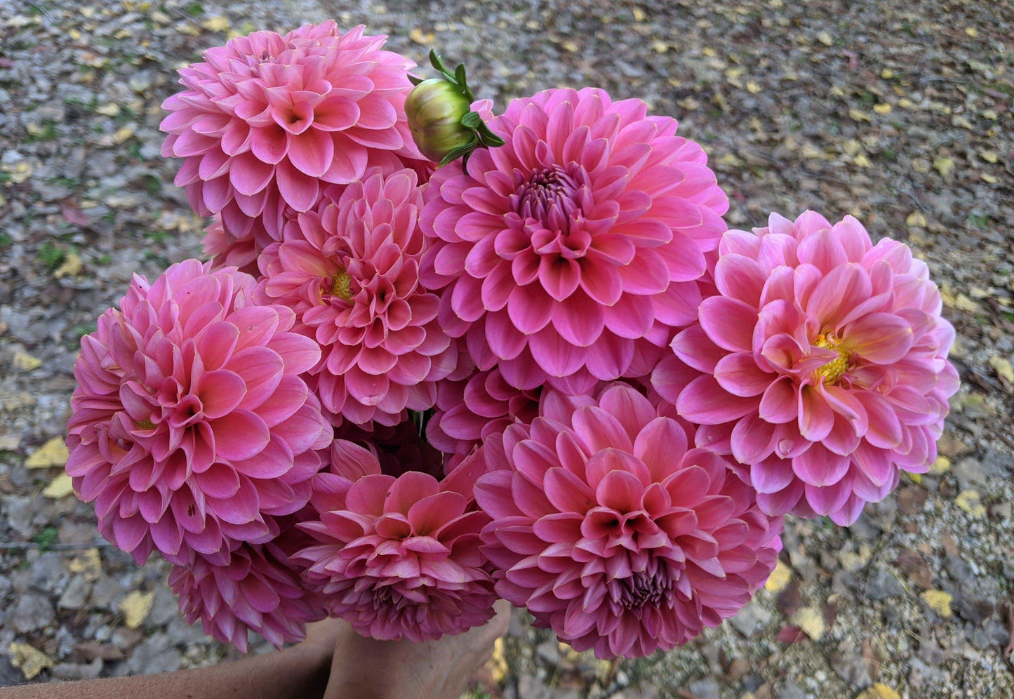 Dahlia Bunches - Jan's Artisan Garden