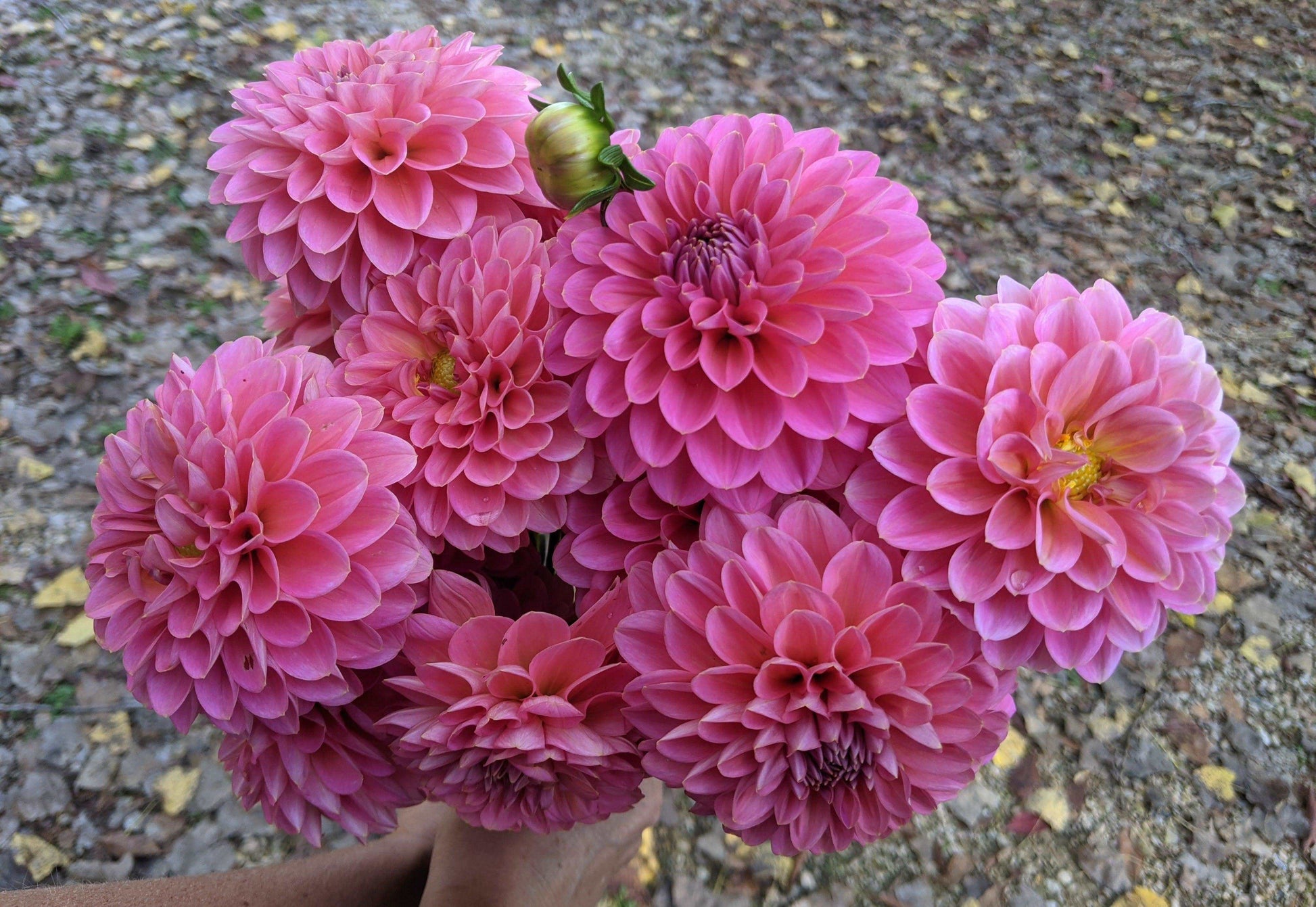 Dahlia Bunches - Jan's Artisan Garden