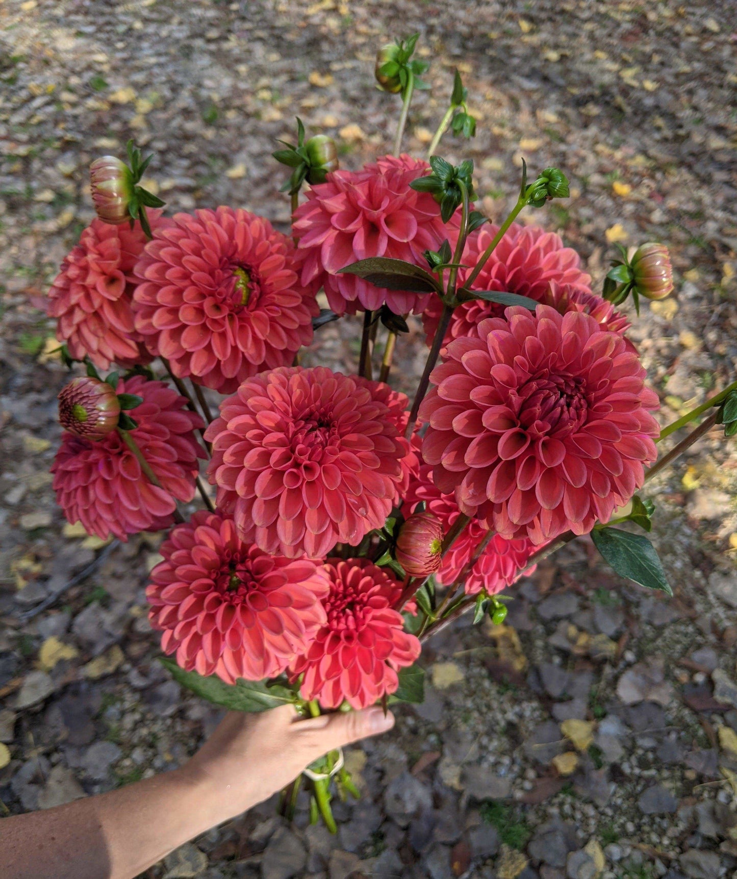 Dahlia Bunches - Jan's Artisan Garden