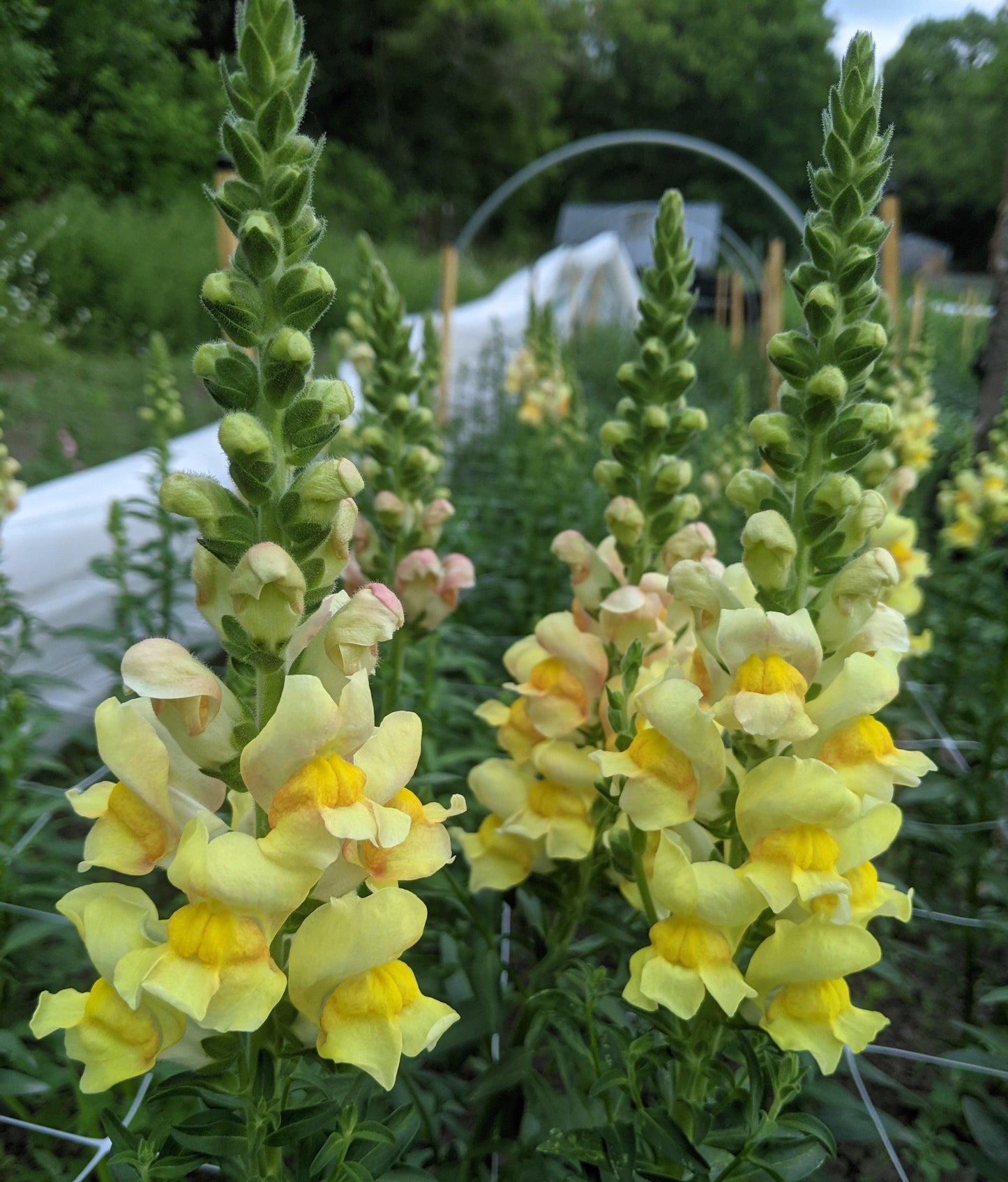 Snapdragon Bunches - Jan's Artisan Garden