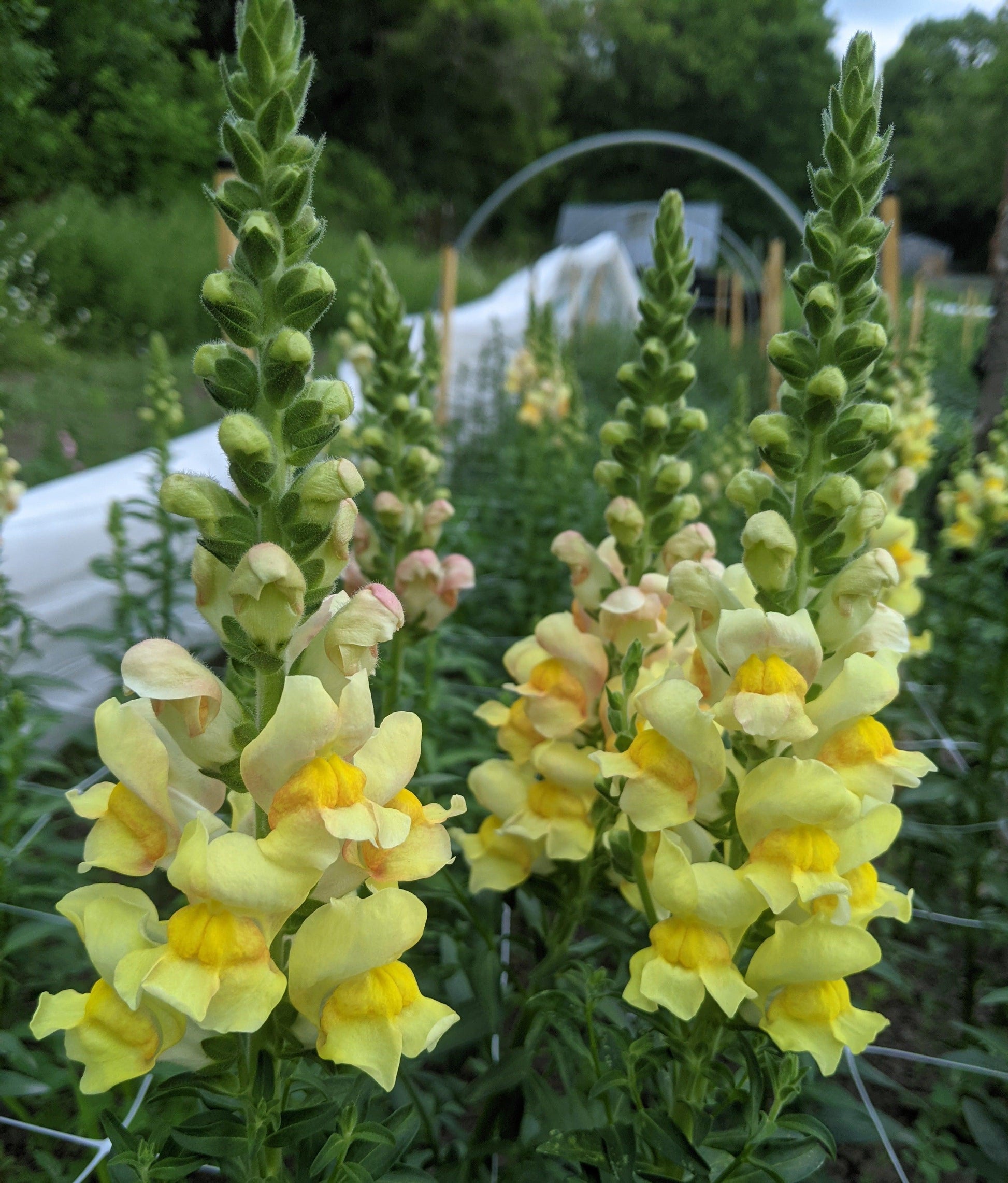 Snapdragon Bunches - Jan's Artisan Garden