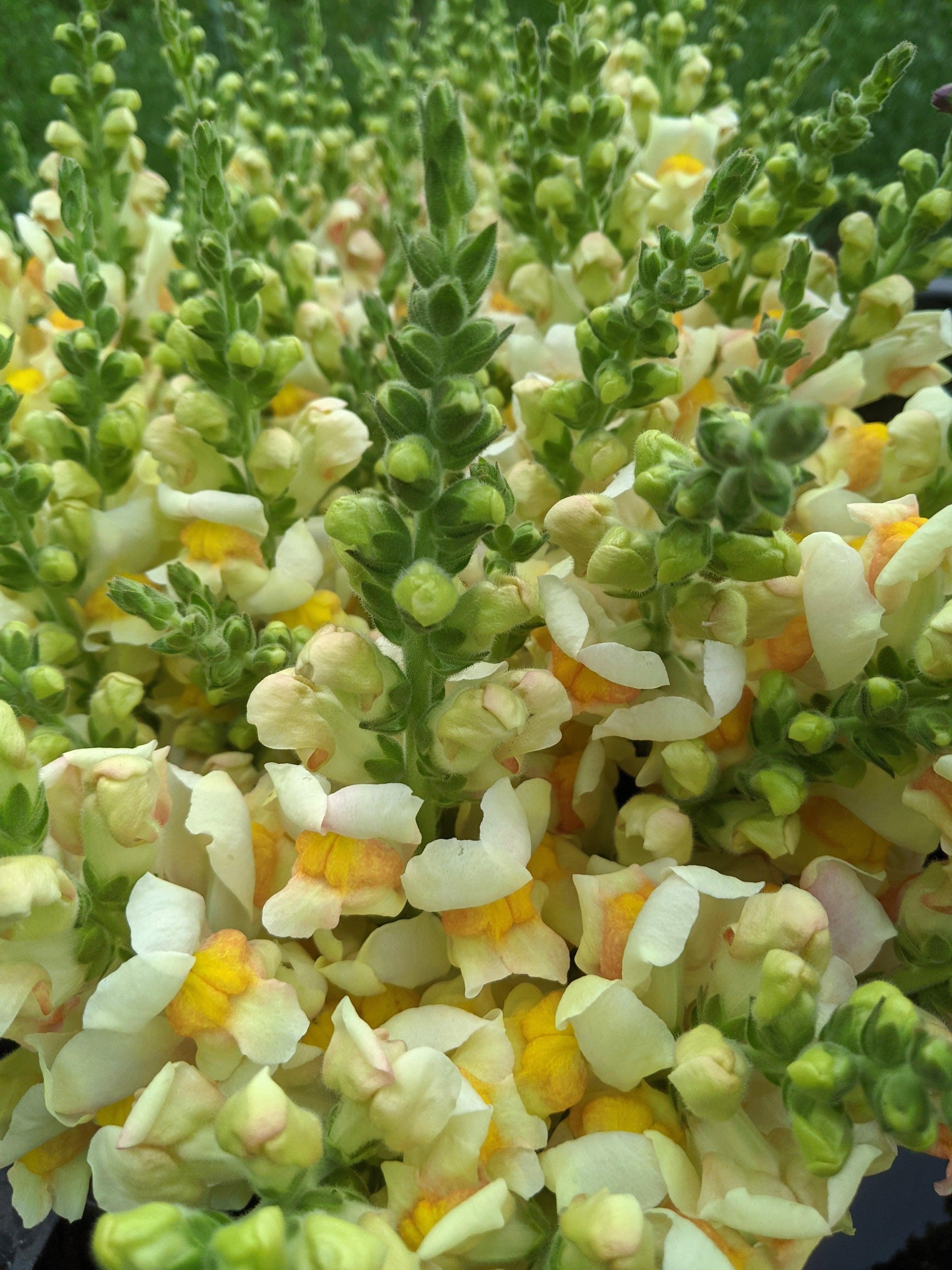 Snapdragon Bunches - Jan's Artisan Garden