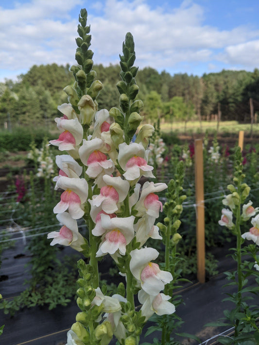 Snapdragon Bunches - Jan's Artisan Garden